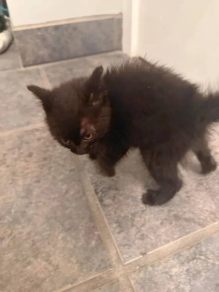 「かわいい子犬」「リスに違いない」「天使ですね」などのコメントがついた、『糸くずの塊』の正体は…？