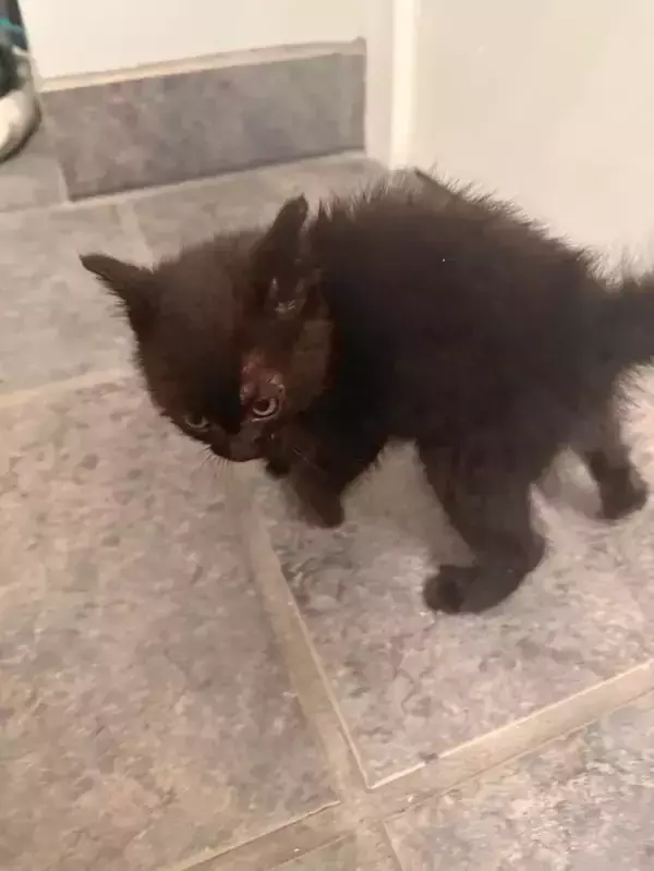 「「かわいい子犬」「リスに違いない」「天使ですね」などのコメントがついた、『糸くずの塊』の正体は…？」の画像