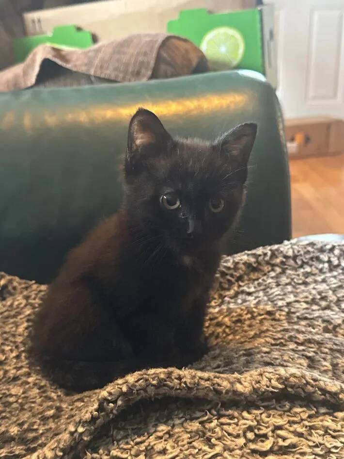 「かわいい子犬」「リスに違いない」「天使ですね」などのコメントがついた、『糸くずの塊』の正体は…？