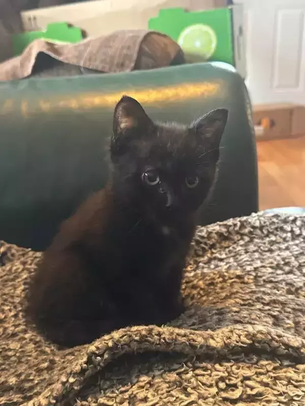 「「かわいい子犬」「リスに違いない」「天使ですね」などのコメントがついた、『糸くずの塊』の正体は…？」の画像