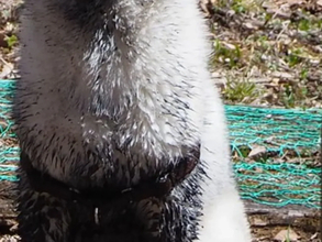 泥遊びをしたハスキー　その姿に「どう見ても…」「新種発見かな？」