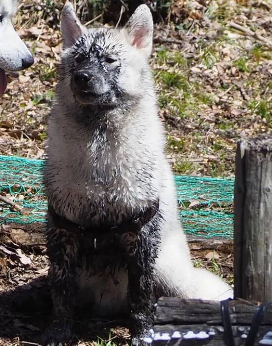水たまりに飛び込んだハスキー　直後の1枚に「どう見ても…」「新種発見かな？」