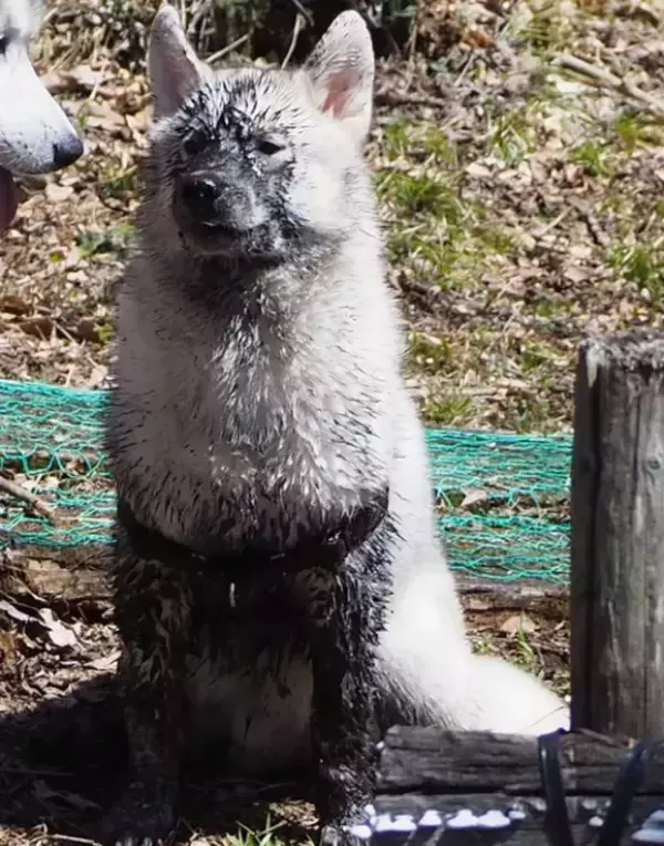 「水たまりに飛び込んだハスキー　直後の1枚に「どう見ても…」「新種発見かな？」」の画像