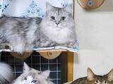 「おすまし顔で座る猫2匹　その隣に…？「インパクトすごい」「一体何が…」」の画像1