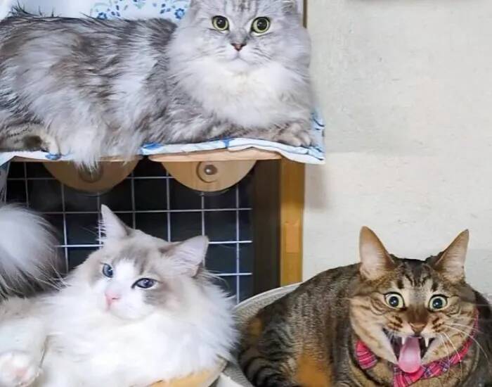 おすまし顔で座る猫2匹　その隣に…？「インパクトすごい」「一体何が…」