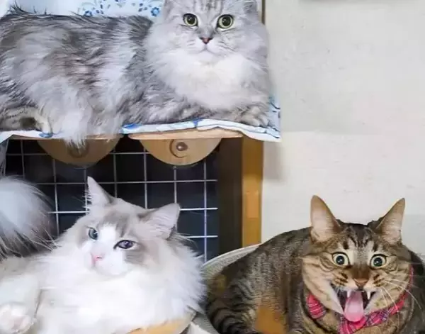 「おすまし顔で座る猫2匹　その隣に…？「インパクトすごい」「一体何が…」」の画像