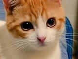「キラキラお目めの子猫が数年後？　ビフォーアフターに「ほっぺがもちもち」「イケにゃん」」の画像1