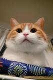 「キラキラお目めの子猫が数年後？　ビフォーアフターに「ほっぺがもちもち」「イケにゃん」」の画像3