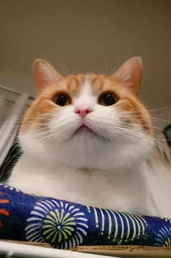 「キラキラお目めの子猫が数年後？　ビフォーアフターに「ほっぺがもちもち」「イケにゃん」」の画像