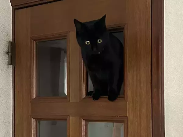 ガラスが外れ、猫が通り始めて？　数日後の展開に「声出た」「笑いが止まらん」