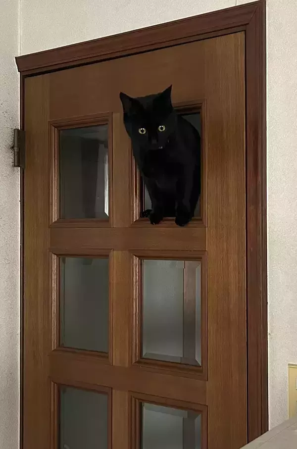 「ガラスが外れ、猫が通り始めて？　数日後の展開に「声出た」「笑いが止まらん」」の画像