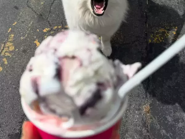 サモエド「あ～ん…」　アイスを見た犬の反応に「めちゃくちゃかわいい！」「一口欲しいよね」