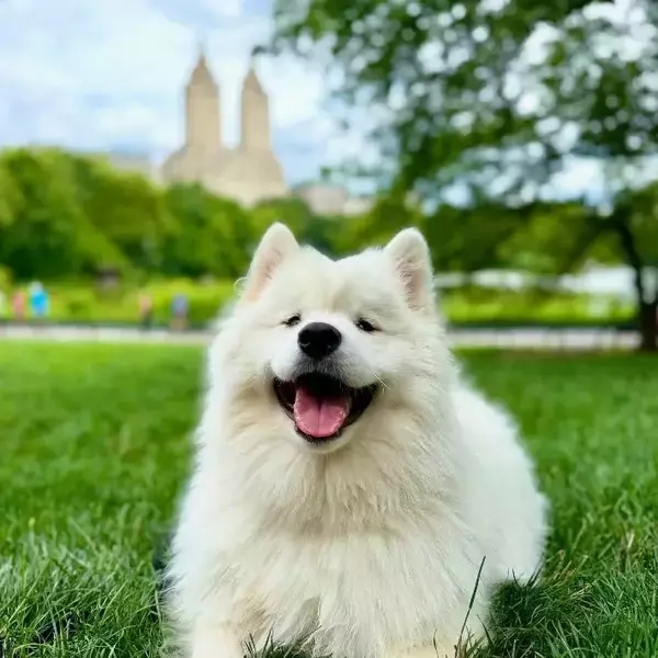 「サモエド「あ～ん…」　アイスを見た犬の反応に「めちゃくちゃかわいい！」「一口欲しいよね」」の画像