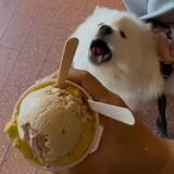 「サモエド「あ～ん…」　アイスを見た犬の反応に「めちゃくちゃかわいい！」「一口欲しいよね」」の画像4