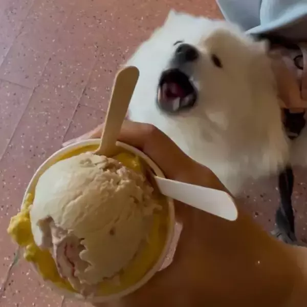 「サモエド「あ～ん…」　アイスを見た犬の反応に「めちゃくちゃかわいい！」「一口欲しいよね」」の画像