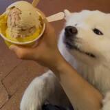 「サモエド「あ～ん…」　アイスを見た犬の反応に「めちゃくちゃかわいい！」「一口欲しいよね」」の画像5