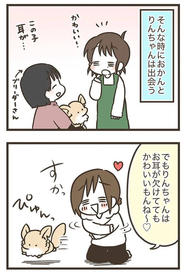 耳が欠けたチワワと実家で暮らす母親　見た目以外に『思うこと』があるようで…【連載】