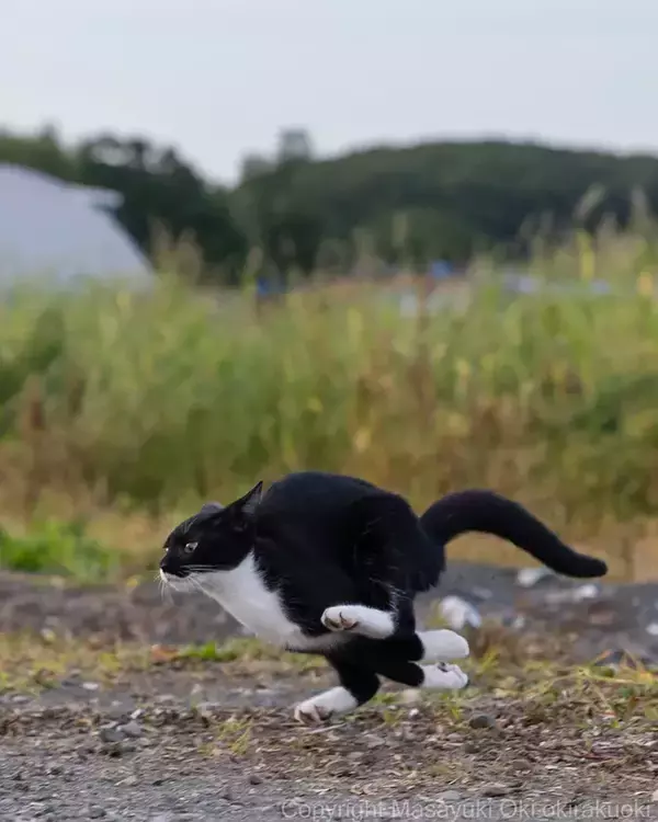 「「ヤマト運輸の配達員？」「トムとジェリーみたい」　疾走する猫の写真に反響の声続出！」の画像