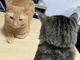 「【2万いいね】静かな空気の中…2匹の猫が繰り広げる『たたかい』が平和すぎて笑える」の画像1