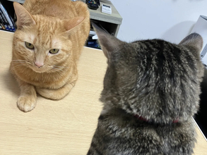 【2万いいね】静かな空気の中…2匹の猫が繰り広げる『たたかい』が平和すぎて笑える