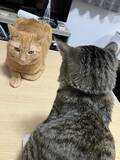 「【2万いいね】静かな空気の中…2匹の猫が繰り広げる『たたかい』が平和すぎて笑える」の画像3
