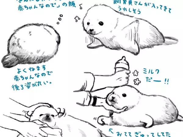 『しながわ水族館』で生まれたアザラシの赤ちゃん　イラストに「目の付け所が最高！」