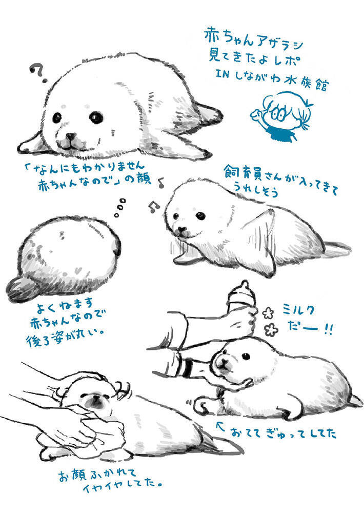 『しながわ水族館』で生まれたアザラシの赤ちゃん　イラストに「目の付け所が最高！」