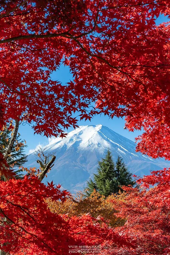 紅葉と富士山のコラボに、うっとり！　赤と青のコントラストが素晴らしい『秋の1枚』に「美しすぎる」