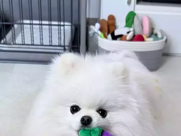 寝込む飼い主への『お見舞い』にぬいぐるみを置いた愛犬　しかし、その後…？