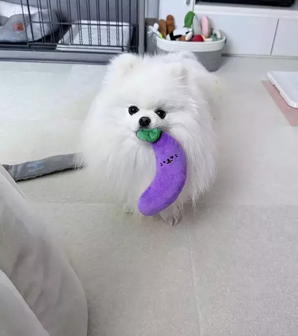 「寝込む飼い主への『お見舞い』にぬいぐるみを置いた愛犬　しかし、その後…？」の画像