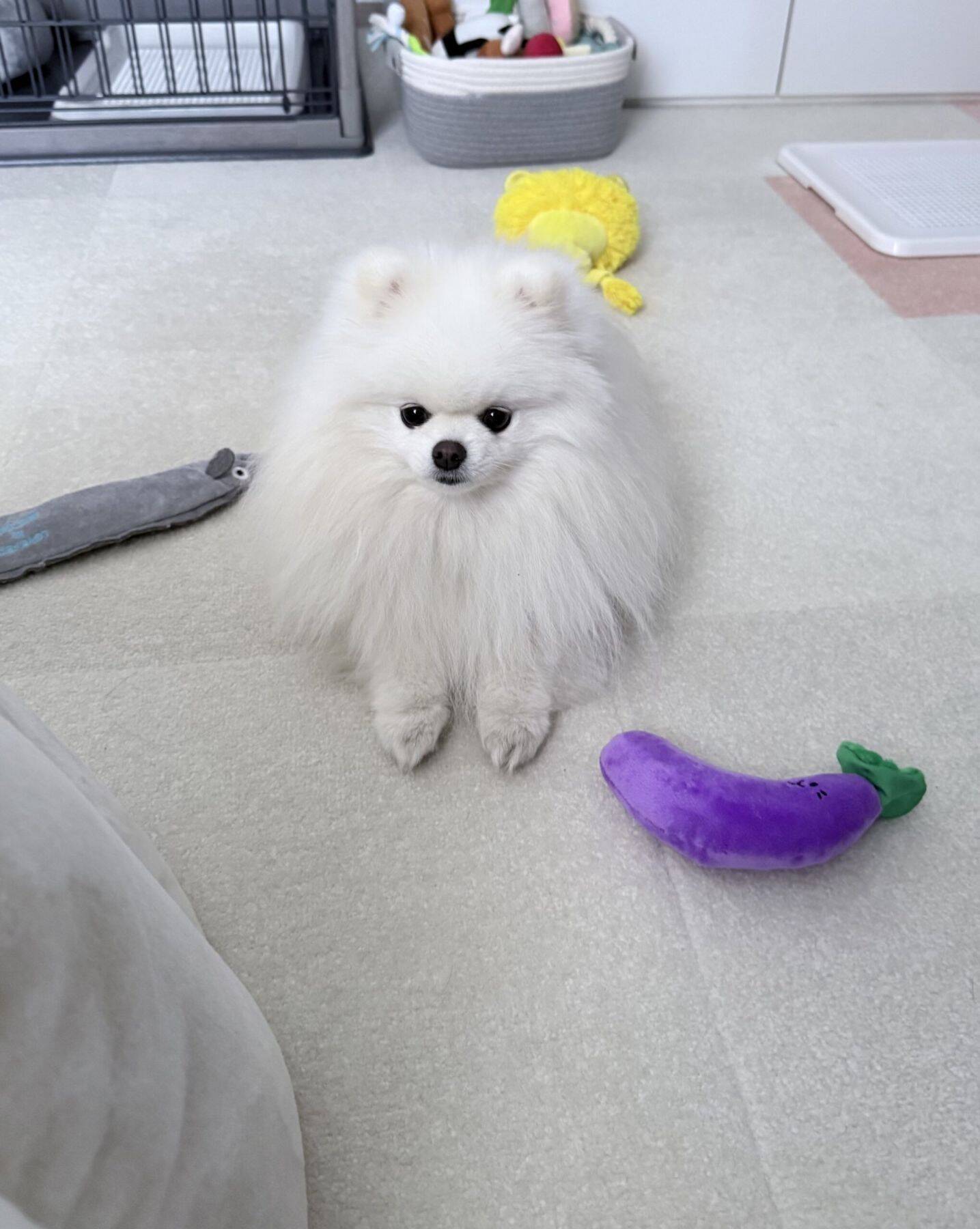 寝込む飼い主への『お見舞い』にぬいぐるみを置いた愛犬　しかし、その後…？