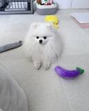 「寝込む飼い主への『お見舞い』にぬいぐるみを置いた愛犬　しかし、その後…？」の画像3