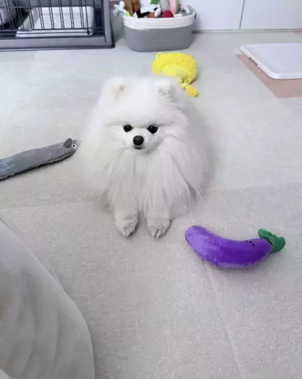 「寝込む飼い主への『お見舞い』にぬいぐるみを置いた愛犬　しかし、その後…？」の画像