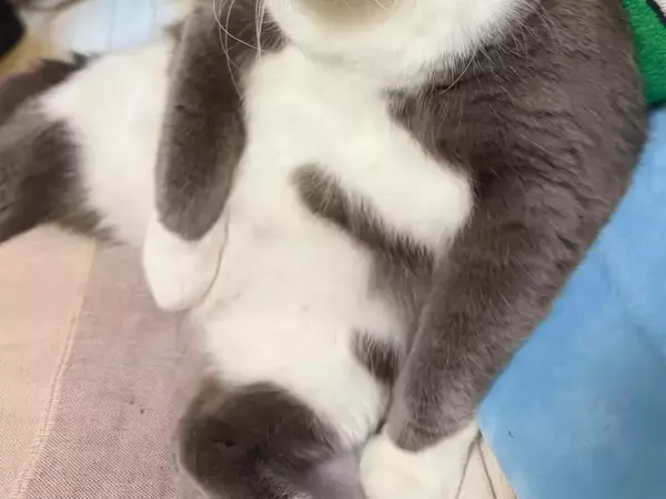 ベッドでくつろぐ愛猫が…　二度見してしまう姿に「めっちゃ笑った」「電池抜けてる」