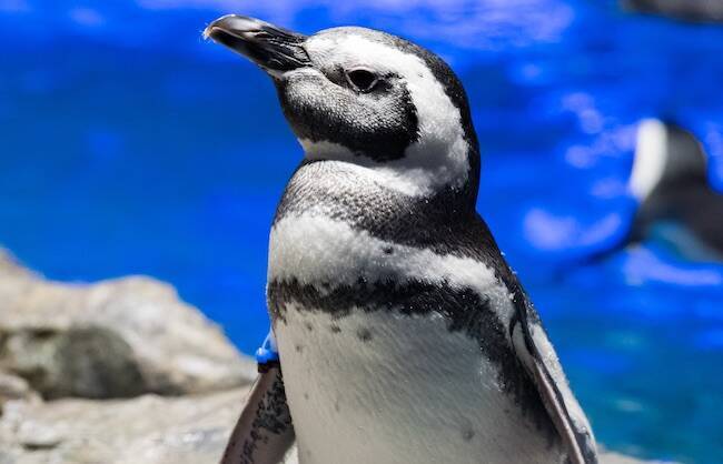 付き合う前のデートで行きたい 二人のムードが盛り上がる水族館5選 19年10月4日 エキサイトニュース