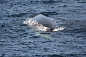 調査捕鯨裁判「日本の主張に自信」官房長官