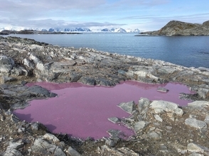 南極に異変「雪解け水が紫色に！」血の雪に続いて…