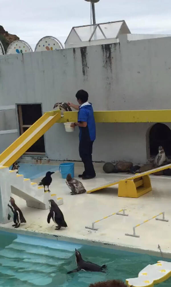 水族館のペンギンショーがユルユルすぎて 笑いが止まらない 動画あり 17年1月4日 エキサイトニュース