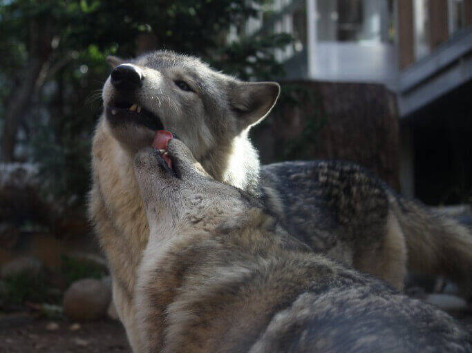 あくび中の口の中に 顔を突っ込むオオカミがシュールで可愛い 画像８枚 16年8月18日 エキサイトニュース