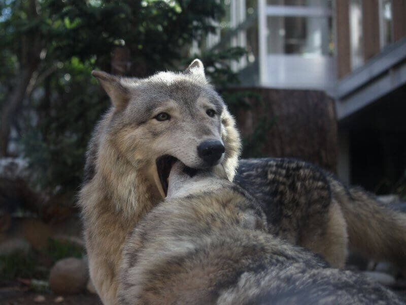 あくび中の口の中に 顔を突っ込むオオカミがシュールで可愛い 画像８枚 16年8月18日 エキサイトニュース