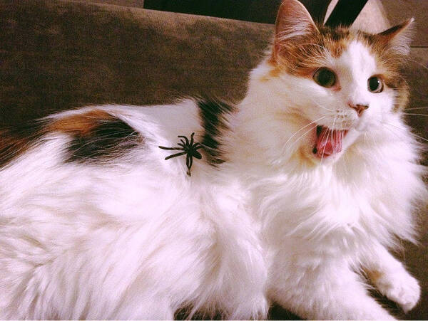 ちょっと目を離すと どうしてそうなった と言いたくなる猫たちの画像３０選 16年8月25日 エキサイトニュース