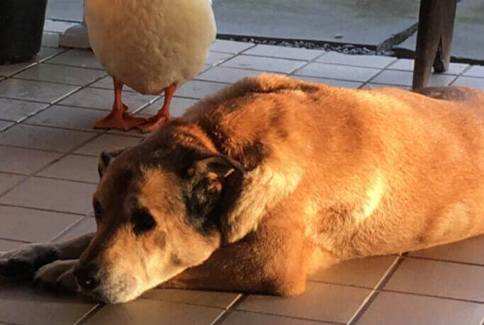 最愛の友を失い 塞ぎ込む犬 その心を救ったのはどこからともなく現れたアヒルでした 16年8月27日 エキサイトニュース
