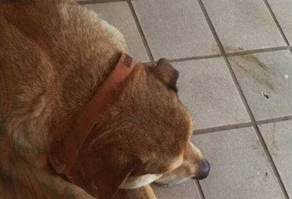 最愛の友を失い 塞ぎ込む犬 その心を救ったのはどこからともなく現れたアヒルでした 16年8月27日 エキサイトニュース