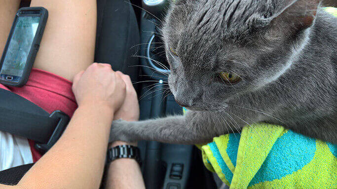 病院を向かう車内で 今までありがとう とギュッと手を握り締めてくる老猫 家族愛に涙が止まらない 16年9月18日 エキサイトニュース