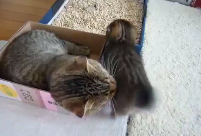 動画 マンチカンの箱争奪 親子対決 子猫の激弱パンチが可愛すぎ 16年9月14日 エキサイトニュース