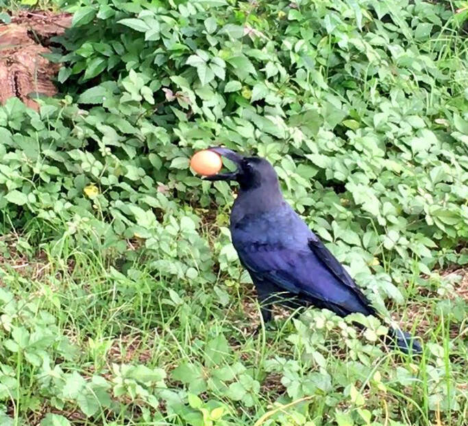 カラスが咥えていたのはなんと鶏卵 見かけた女性が 待って と声を掛けると 16年10月1日 エキサイトニュース
