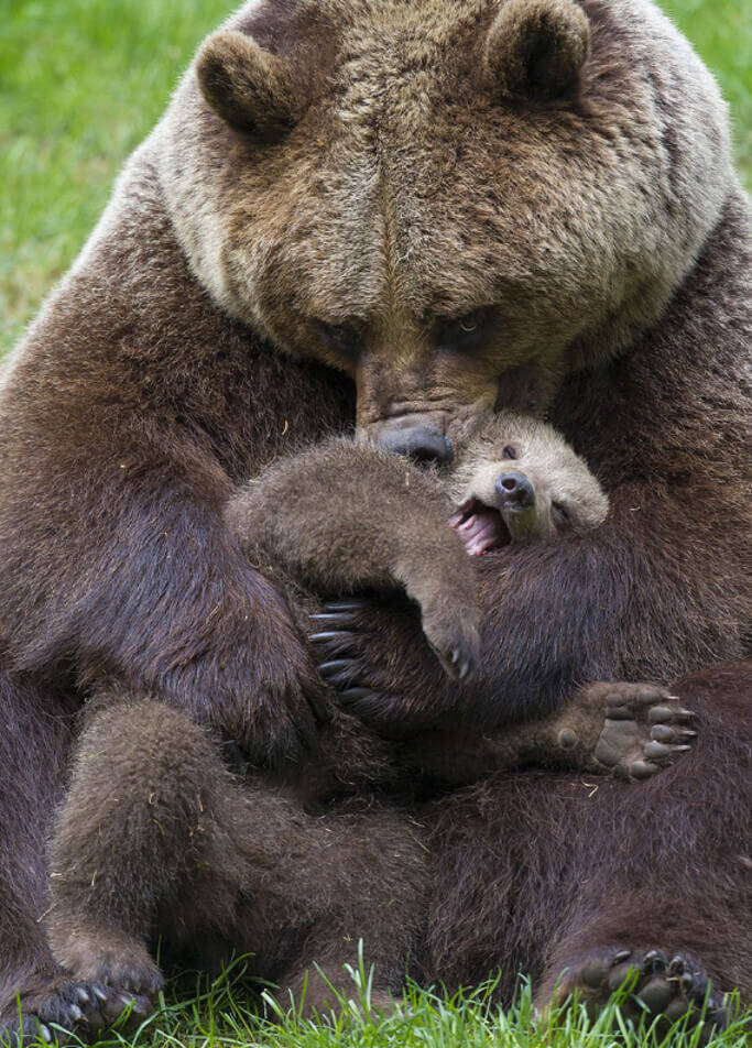 クマの親子の愛情たっぷりな子育て画像１５選 16年10月6日 エキサイトニュース