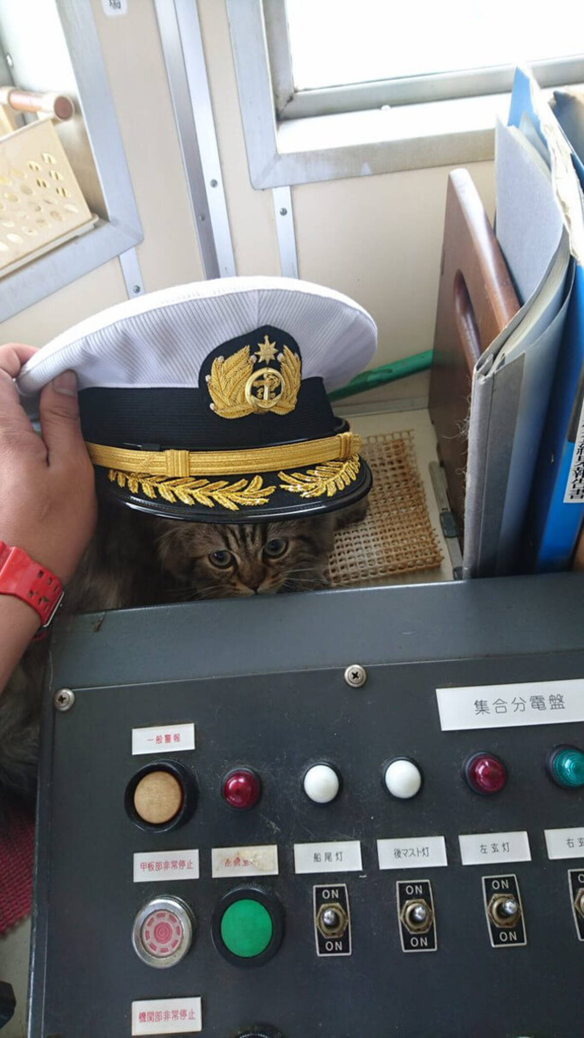 船長の昼のうどんをひっくり返しました と反省させられる猫 乗組員 カンパチ が可愛い 16年10月5日 エキサイトニュース