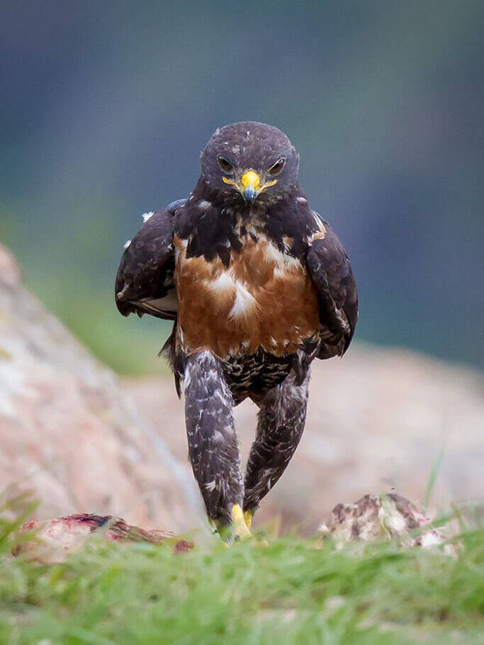 偶然撮影された ワイルドな鷹 その衝撃的な姿にネットで拡散 合成写真で大喜利状態に １５枚 16年10月7日 エキサイトニュース