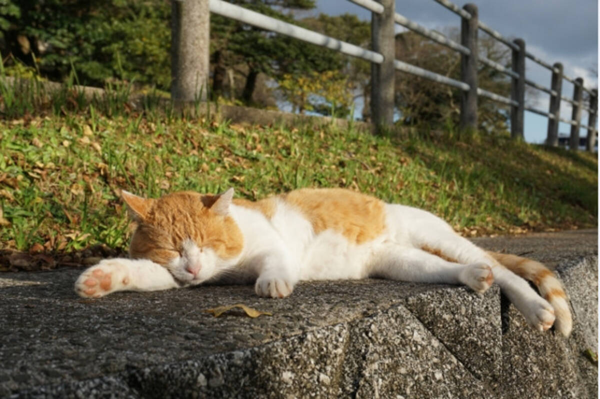 猫除けのトゲトゲマットを敷いたのに なぜか猫がくつろいでいる 笑 16年12月3日 エキサイトニュース